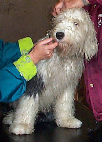Bobtail