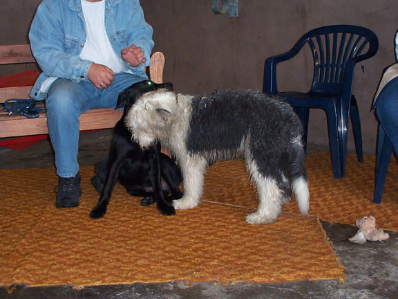 Bobtail