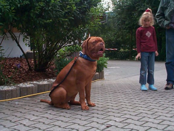 Die Bordeaux Dogge