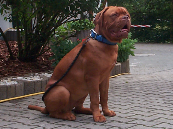Die Bordeaux Dogge