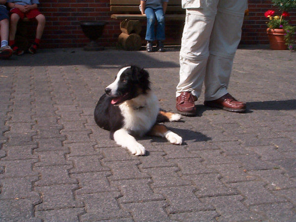 Border Collie