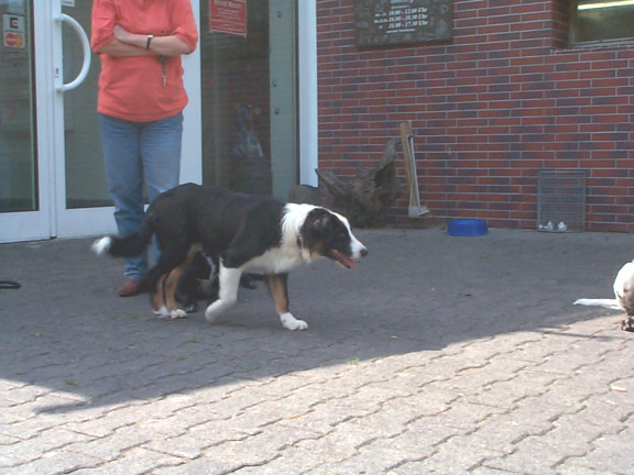 Border Collie