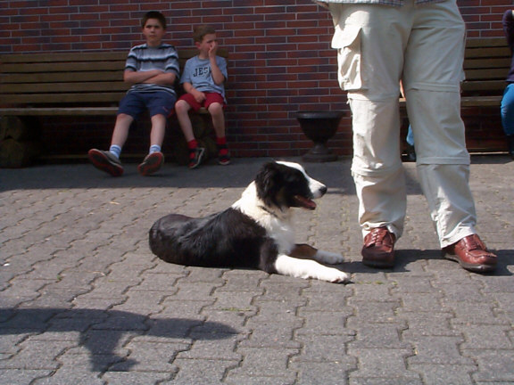 Border Collie