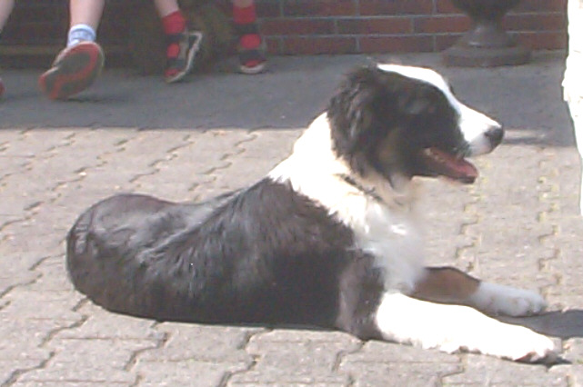 Border Collie