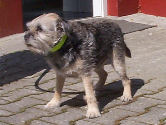 Der Border Terrier