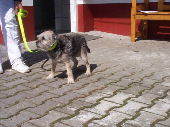 Der Border Terrier