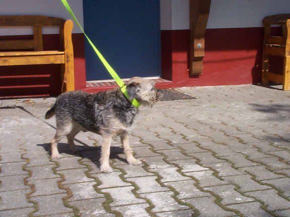 Der Border Terrier