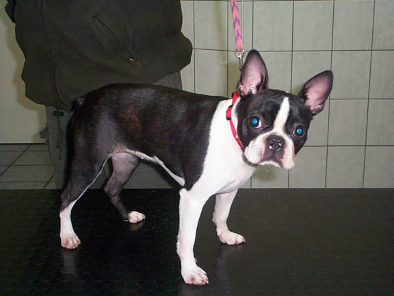 Der Boston Terrier
