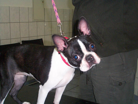 Der Boston Terrier