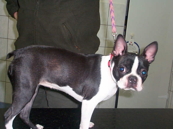 Der Boston Terrier