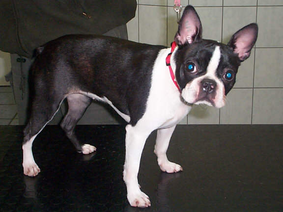 Der Boston Terrier