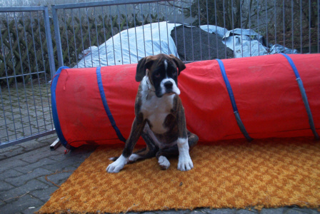 Boxer