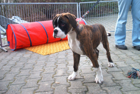 Boxer