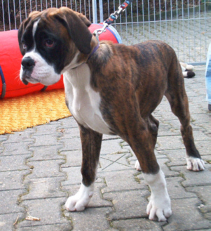 Boxer