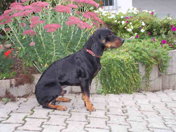 Die Brandlbracke
