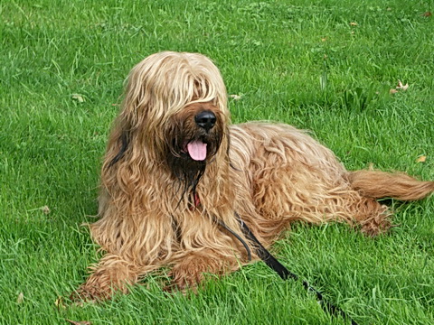 Der Briard