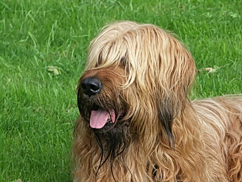 Der Briard