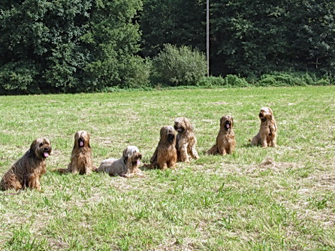 Der Briard