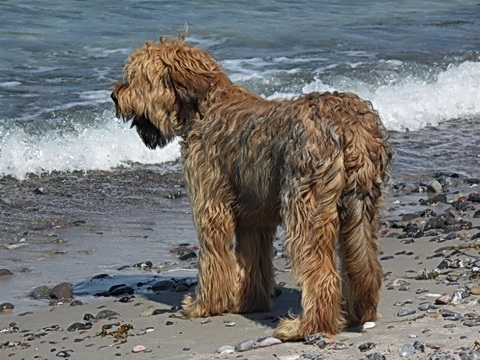 Der Briard