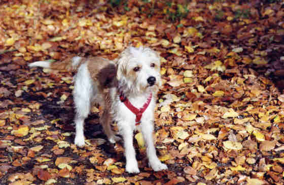Brixi