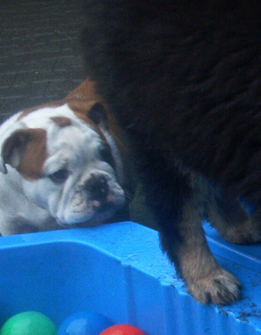 English Bulldog