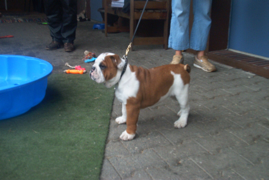 English Bulldog