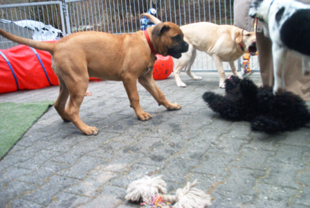 Bullmastiff