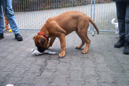 Bullmastiff