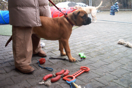 Bullmastiff