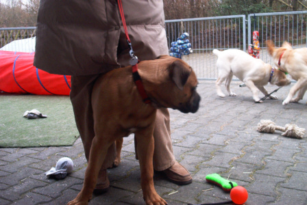 Bullmastiff