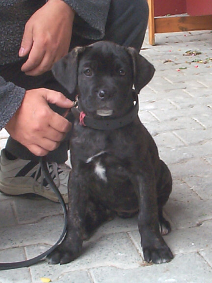 Der Cane Corso Italiano