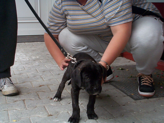 Der Cane Corso Italiano