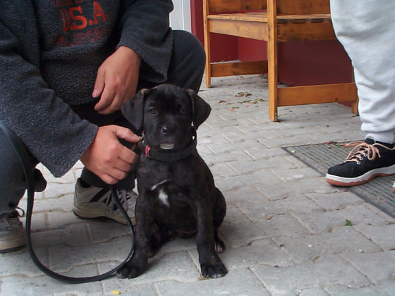 Der Cane Corso Italiano