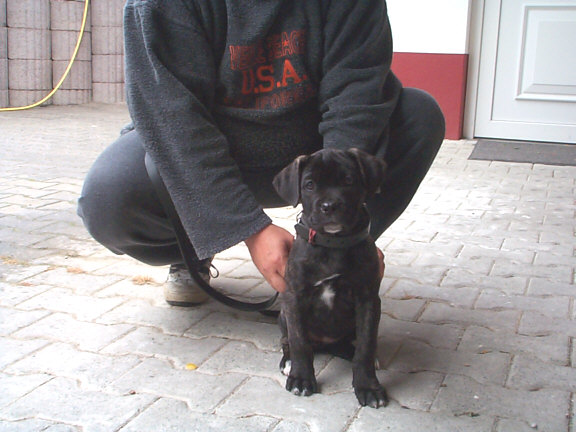 Der Cane Corso Italiano