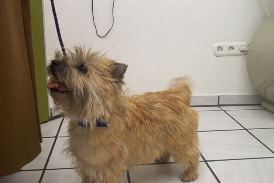 Cairn Terrier