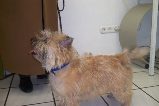 Cairn Terrier