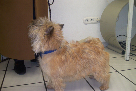 Cairn Terrier