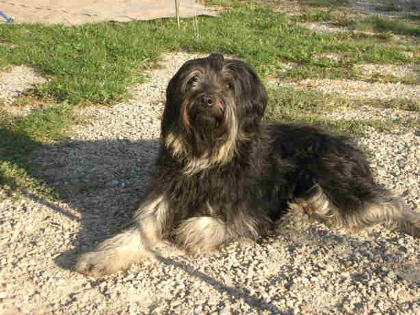 Catalanische Sch&auml;ferhund