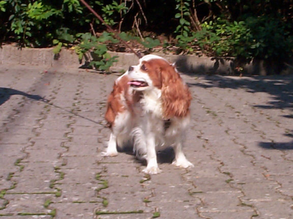 Der Cavalier King Charles Spaniel