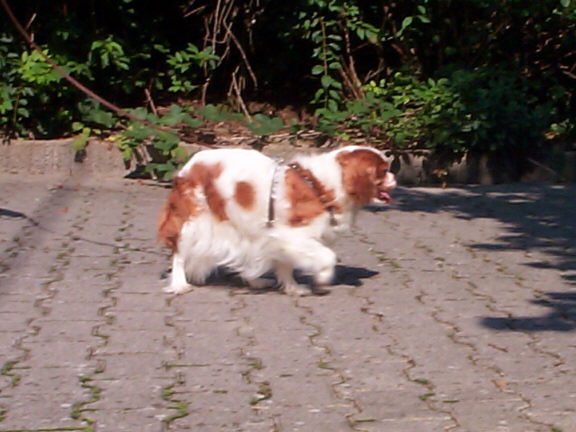 Der Cavalier King Charles Spaniel