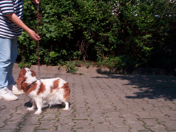 Der Cavalier King Charles Spaniel