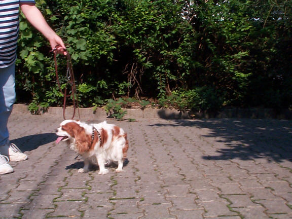 Der Cavalier King Charles Spaniel