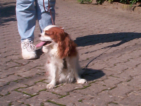 Der Cavalier King Charles Spaniel