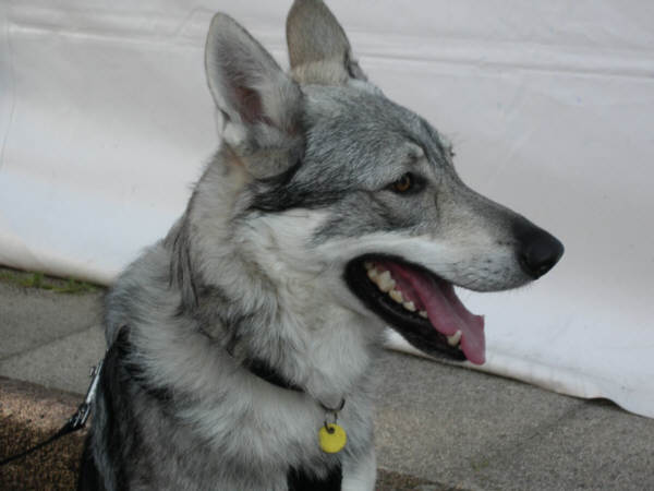 Tschechoslowakische Wolfshund