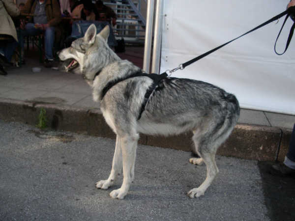 Tschechoslowakische Wolfshund