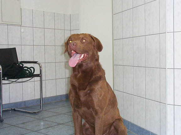 Der Chesapeake Bay Retriever