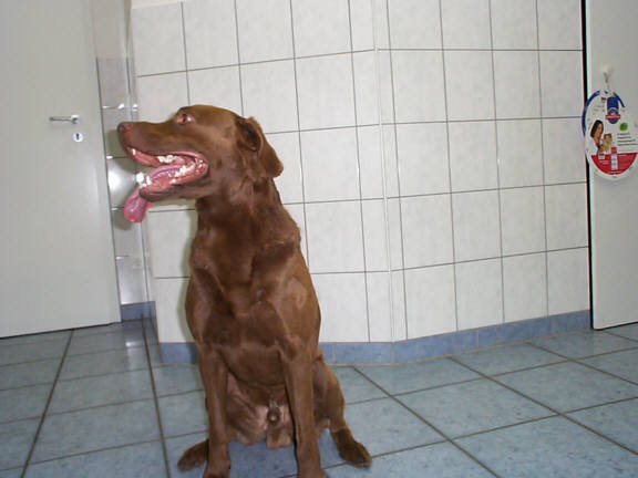 Der Chesapeake Bay Retriever