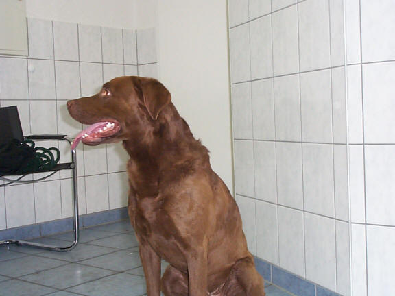 Der Chesapeake Bay Retriever
