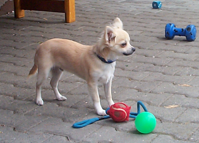 Chihuahua
