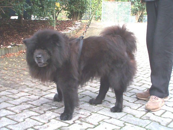 Der Chow Chow